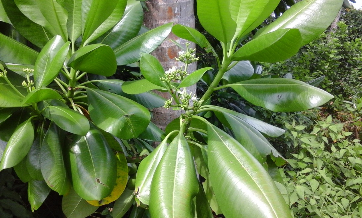 Ochrosia oppositifolia (Lam.) K.Schum.